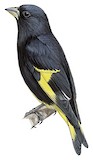 Black Siskin Illustration