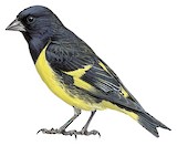 Yellow-rumped Siskin Illustration