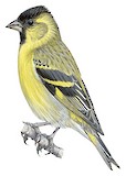 Black-chinned Siskin Illustration