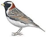 Lapland Longspur Illustration