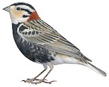 Chestnut-collared Longspur Illustration