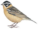 Smith's Longspur Illustration