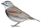 Thick-billed Longspur Illustration