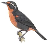 Rosy Thrush-tanager Illustration