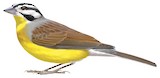 Brown-rumped Bunting Illustration