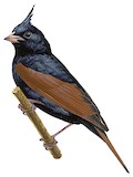 Crested Bunting Illustration