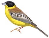 Black-headed Bunting Illustration