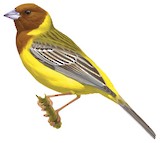 Red-headed Bunting Illustration