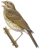 Corn Bunting Illustration