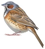 Chestnut-eared Bunting Illustration