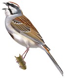 Jankowski's Bunting Illustration