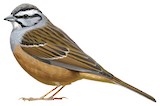 Rock Bunting Illustration