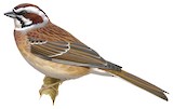 Meadow Bunting Illustration