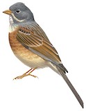 Grey-necked Bunting Illustration