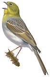 Cinereous Bunting Illustration