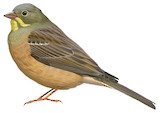 Ortolan Bunting Illustration