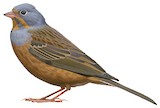 Cretzschmar's Bunting Illustration