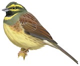 Cirl Bunting Illustration