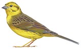 Yellowhammer Illustration