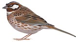 Pine Bunting Illustration