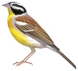 Golden-breasted Bunting Illustration