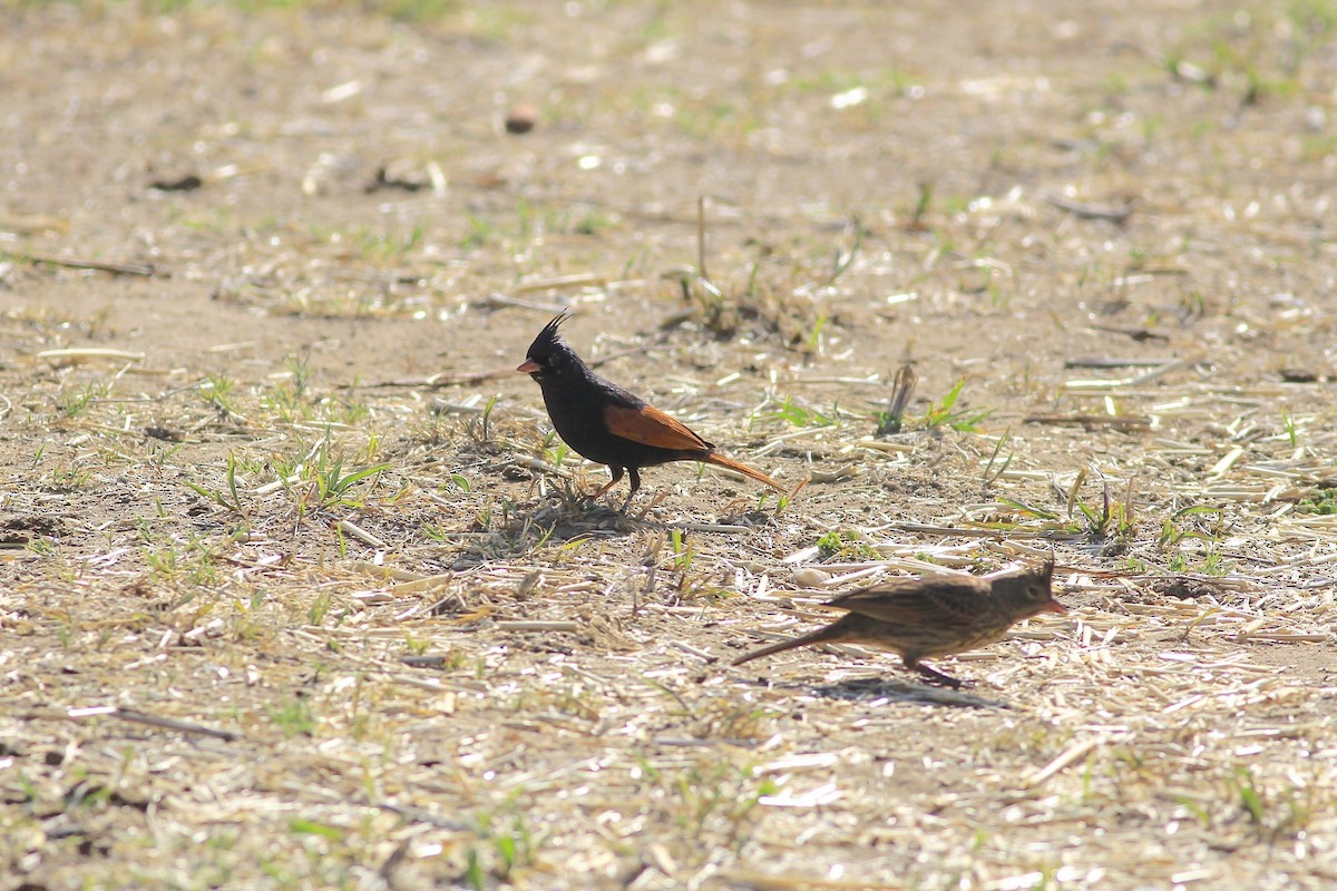 Crested Bunting - ML153703921