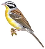 Somali Bunting Illustration