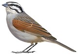 Cape Bunting Illustration