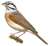 Socotra Bunting Illustration