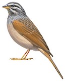 Striolated Bunting Illustration