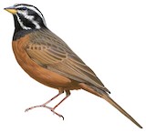 Cinnamon-breasted Bunting Illustration