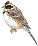 Yellow-throated Bunting Illustration