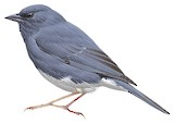 Slaty Bunting Illustration