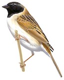 Ochre-rumped Bunting Illustration