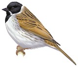 Common Reed Bunting Illustration