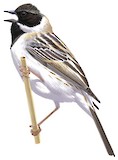 Pallas's Reed Bunting Illustration