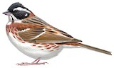 Rustic Bunting Illustration