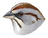 Yungas Sparrow Illustration