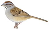 Chaco Sparrow Illustration