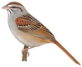 Cinnamon-tailed Sparrow Illustration