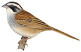 Stripe-headed Sparrow Illustration