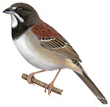 Black-chested Sparrow Illustration