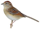 Bachman's Sparrow Illustration