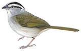 Tocuyo Sparrow Illustration