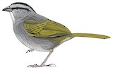 Black-striped Sparrow Illustration