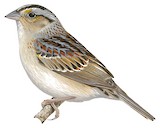 Grasshopper Sparrow Illustration