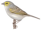 Yellow-browed Sparrow Illustration