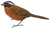 Tanager Finch Illustration