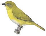 Tacarcuna Chlorospingus Illustration