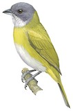 Ashy-throated Chlorospingus Illustration